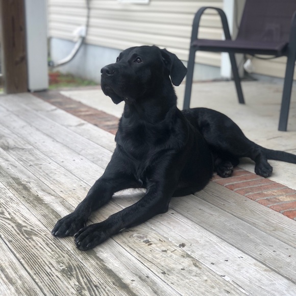 Meet your Posher, Sofia - Picture 6 of 7